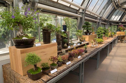 Bonsaje 2019 - foto 1