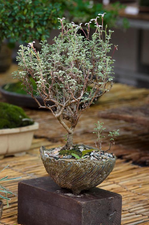 Bonsaje 2019 - foto 2