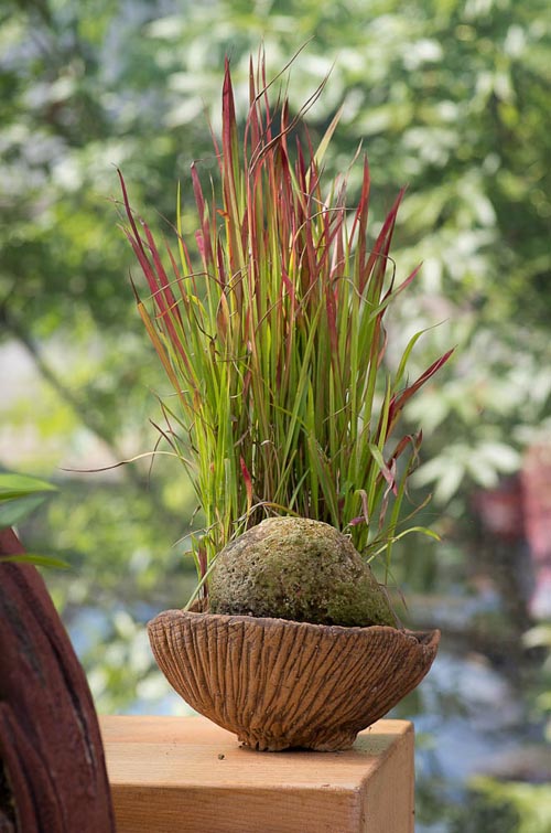 Bonsaje 2019 - foto 3