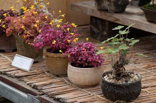 Bonsaje 2019 - foto 4