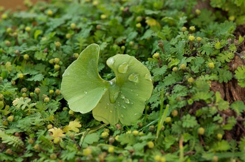 Bonsaje 2019 - foto 8