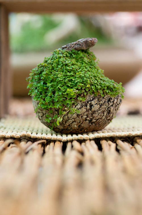 Bonsaje 2019 - foto 9