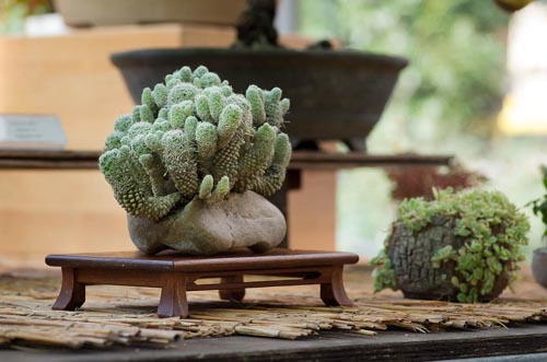 Bonsaje 2019 - foto 10