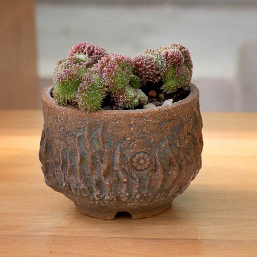 Bonsaje 2019 - foto 13