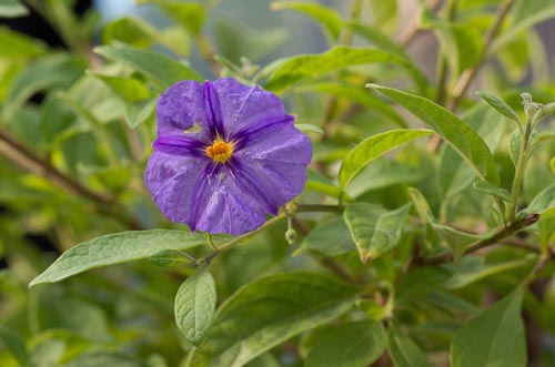 Bonsaje 2019 - foto 14