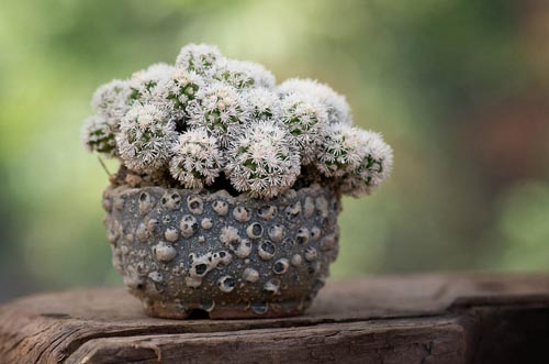 Bonsaje 2019 - foto 17