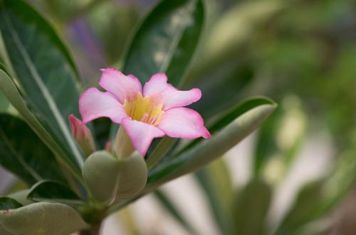 Bonsaje 2019 - foto 18