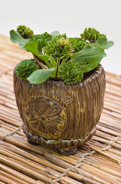 Bonsaje 2019 - foto 20