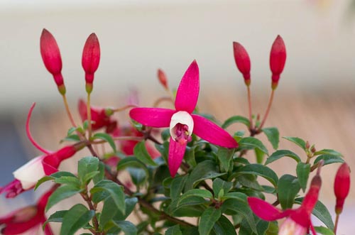 Bonsaje 2019 - foto 21