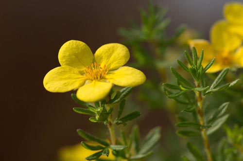 Bonsaje 2019 - foto 22