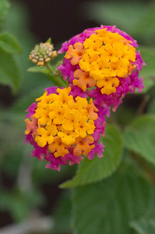 Bonsaje 2019 - foto 23