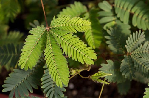 Bonsaje 2019 - foto 24