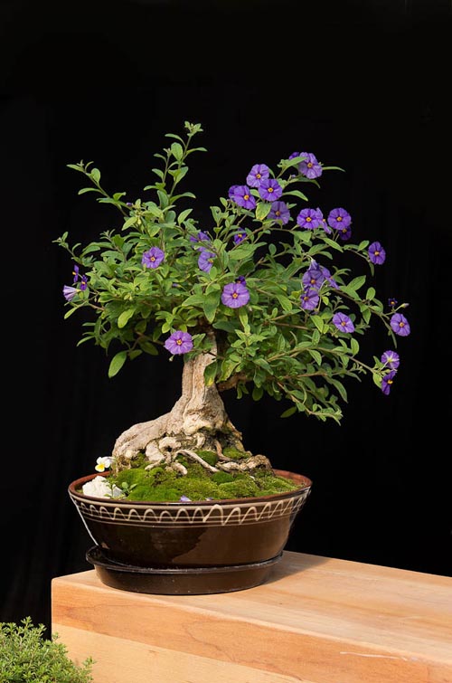 Bonsaje 2019 - foto 25