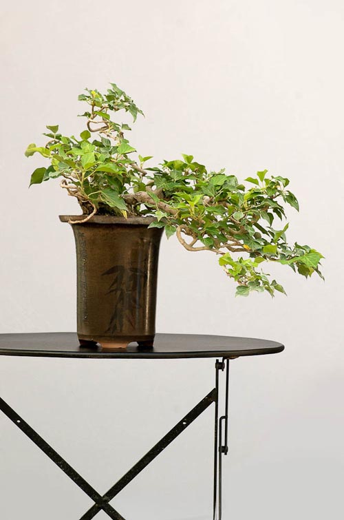 Bonsaje 2019 - foto 26