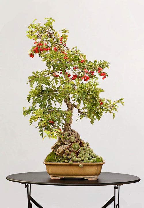 Bonsaje 2019 - foto 28