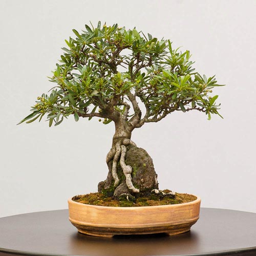 Bonsaje 2019 - foto 29