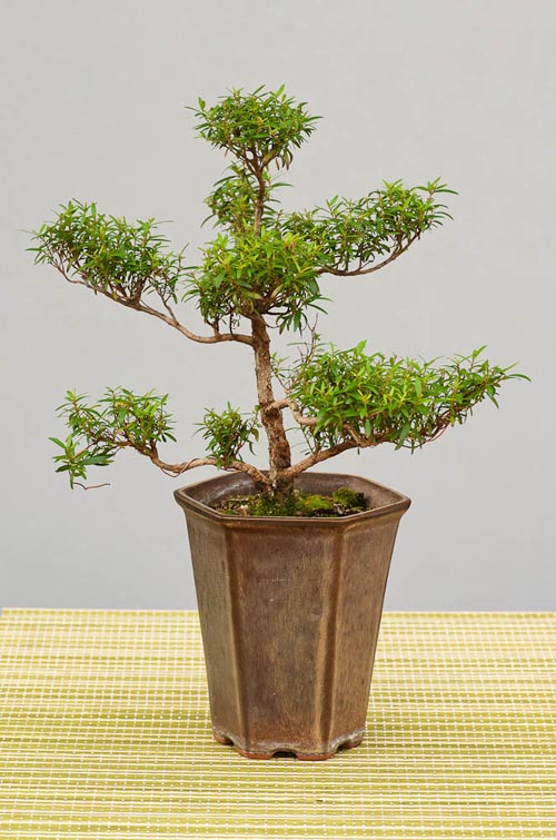 Bonsaje 2019 - foto 30