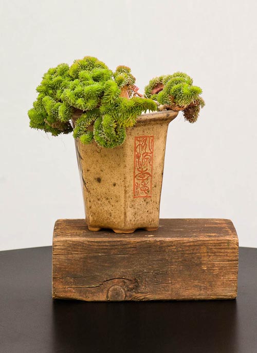 Bonsaje 2019 - foto 31