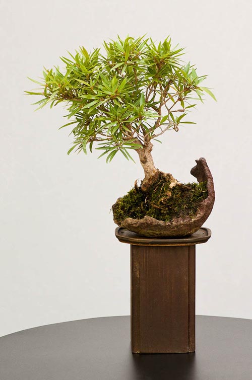 Bonsaje 2019 - foto 32