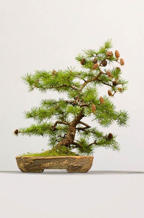 Bonsaje 2019 - foto 33