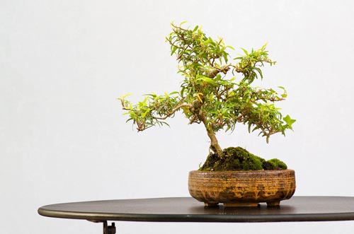 Bonsaje 2019 - foto 34