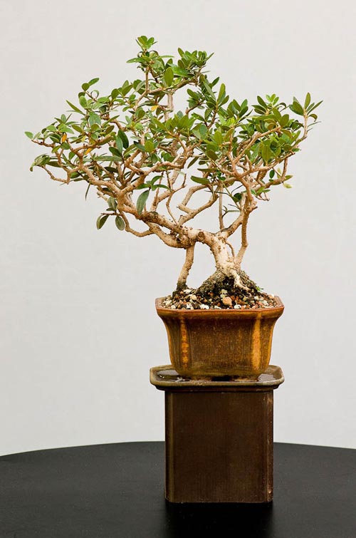 Bonsaje 2019 - foto 35