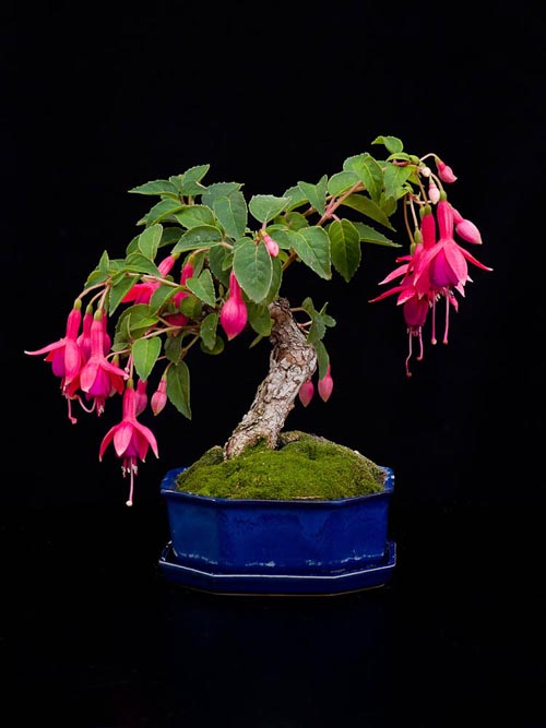 Bonsaje 2019 - foto 36