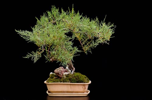 Bonsaje 2019 - foto 37