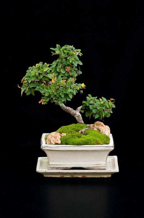 Bonsaje 2019 - foto 38