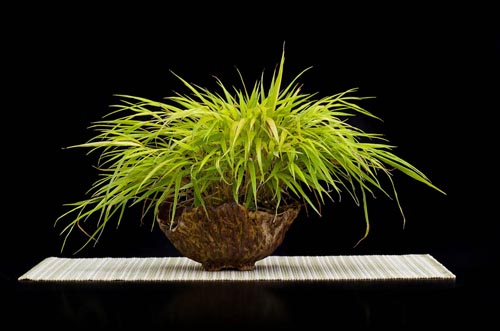 Bonsaje 2019 - foto 39