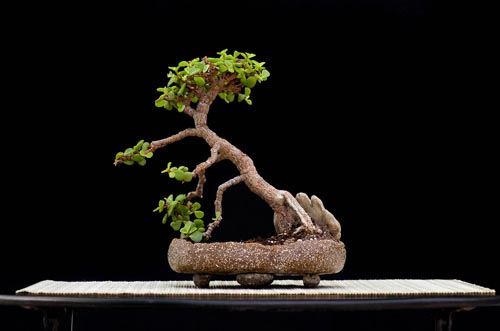 Bonsaje 2019 - foto 40