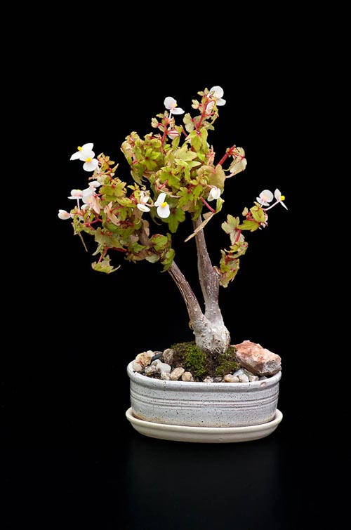 Bonsaje 2019 - foto 41