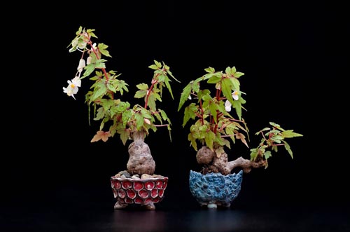 Bonsaje 2019 - foto 42