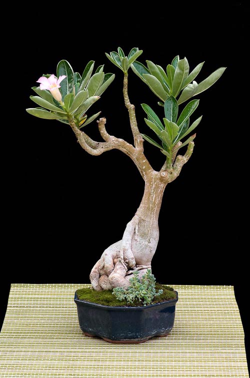 Bonsaje 2019 - foto 43