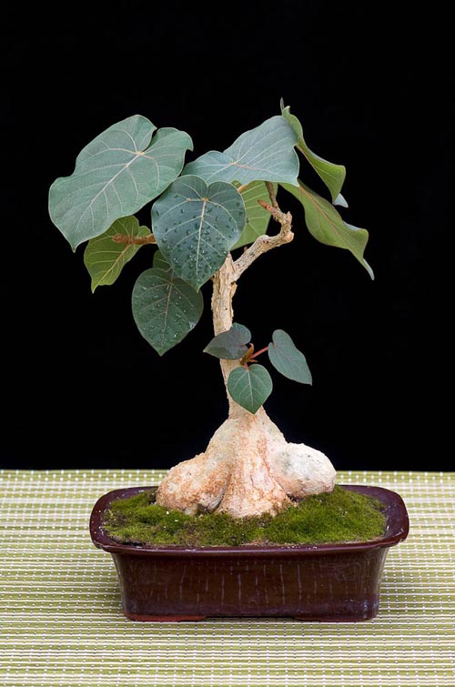 Bonsaje 2019 - foto 44