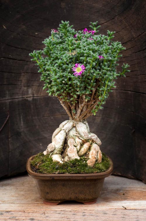 Bonsaje 2019 - foto 45