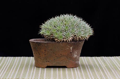 Bonsaje 2019 - foto 46