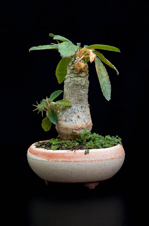 Bonsaje 2019 - foto 47