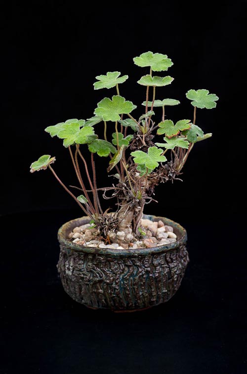 Bonsaje 2019 - foto 48