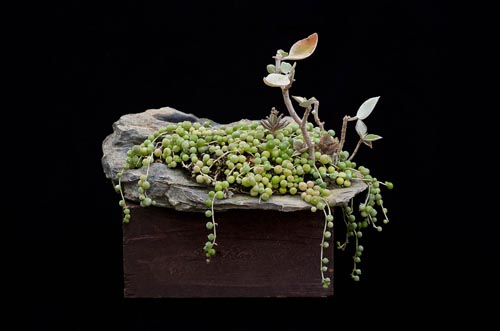 Bonsaje 2019 - foto 49