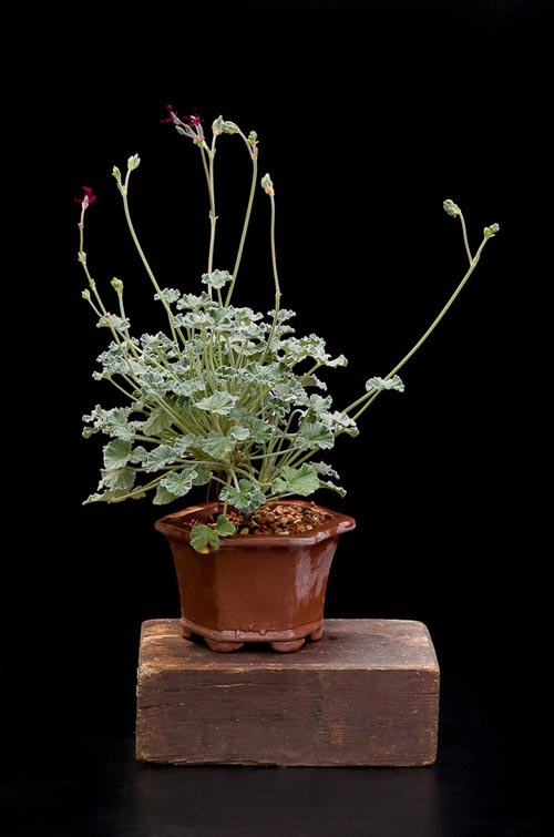 Bonsaje 2019 - foto 50