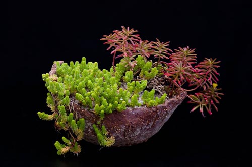 Bonsaje 2019 - foto 51