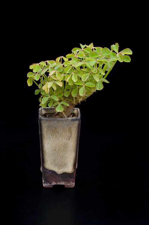 Bonsaje 2019 - foto 52