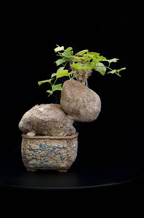 Bonsaje 2019 - foto 53