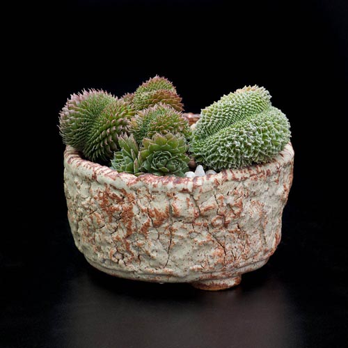 Bonsaje 2019 - foto 54