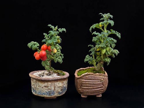 Bonsaje 2019 - foto 56