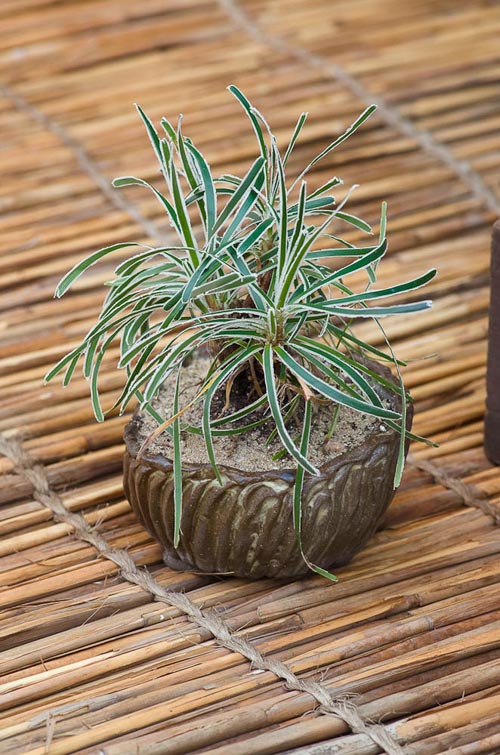 Bonsaje 2019 - foto 57