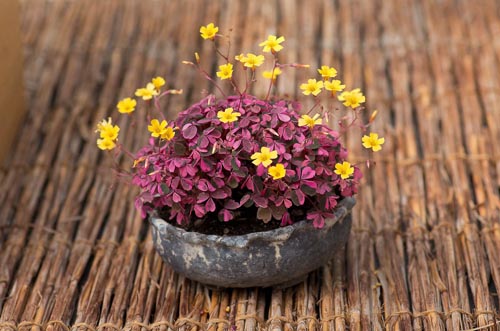 Bonsaje 2019 - foto 59