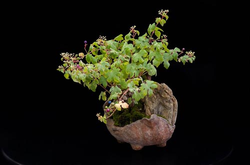 Bonsaje 2019 - foto 60