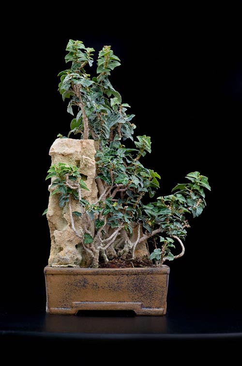 Bonsaje 2019 - foto 61